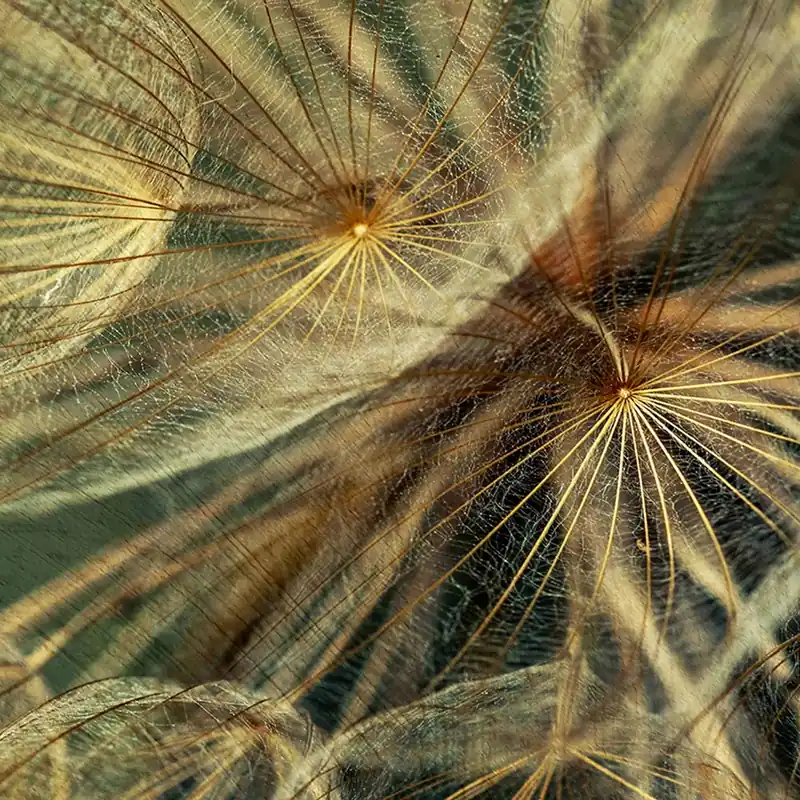 ANATOMY Wallpaper Nature Series Creativespace