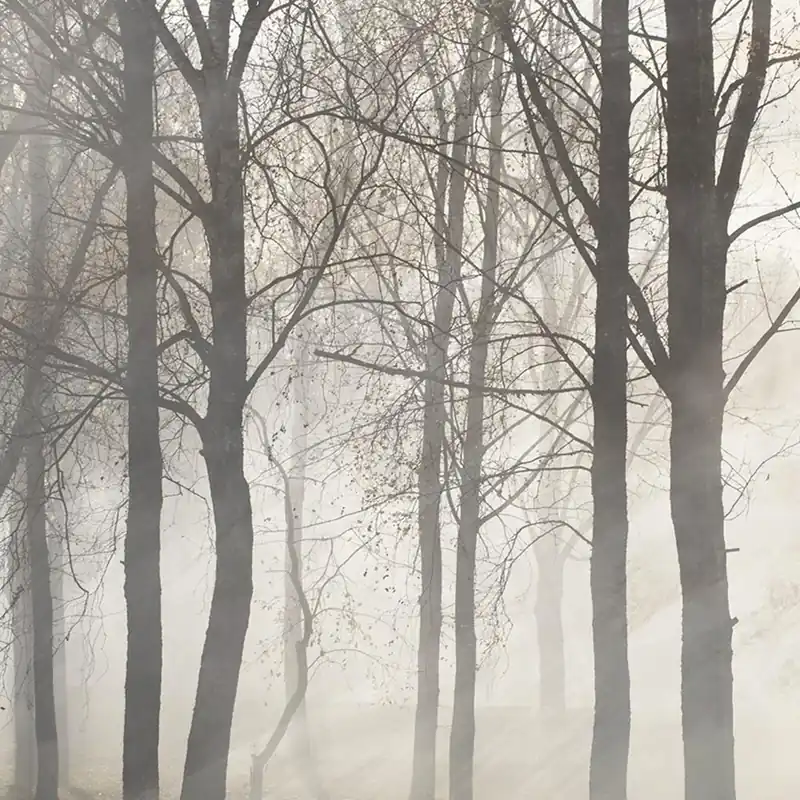 Papier peint FOG Nature Series Creativespace