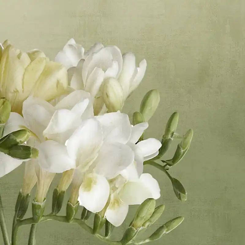 DALI 02 Nature Series Wallpaper Creativespace