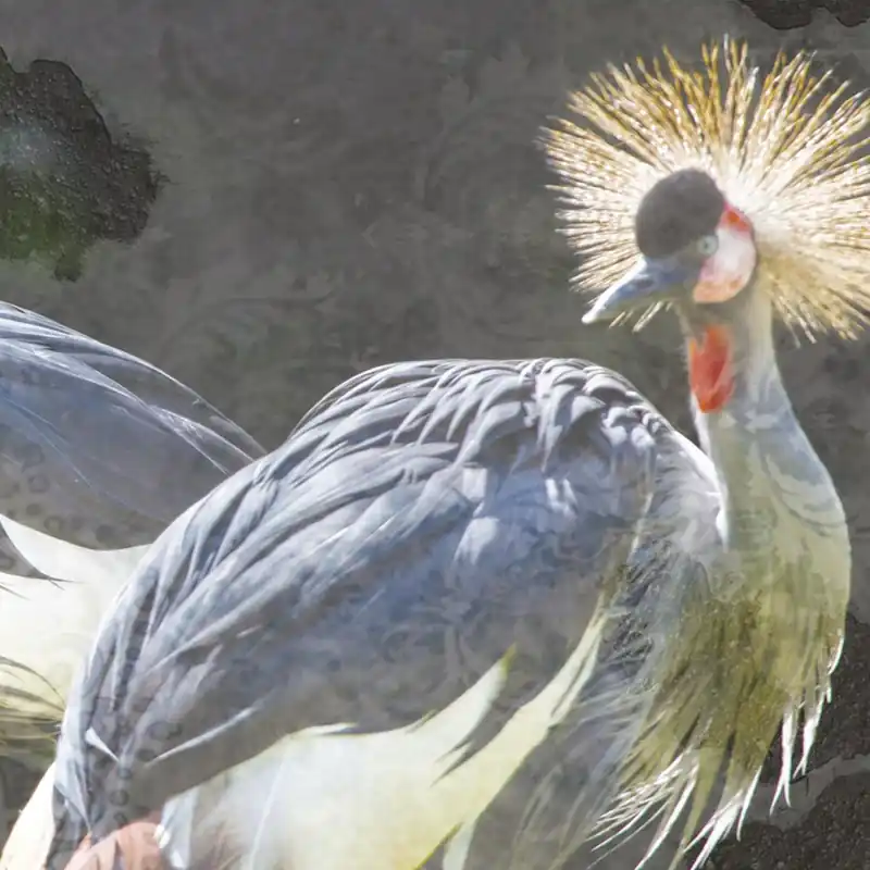 BIRDS Wallpaper Nature Series Creativespace