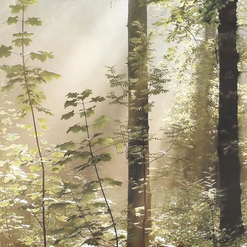 GREEN 2 Nature Series Wallpaper Creativespace