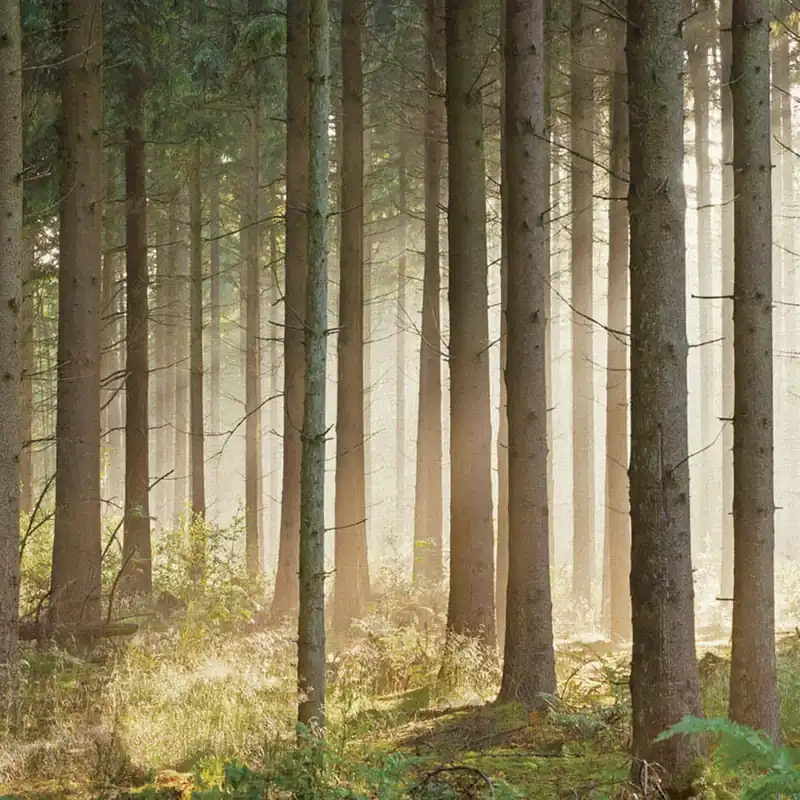 GREEN 3 Nature Series Wallpaper Creativespace