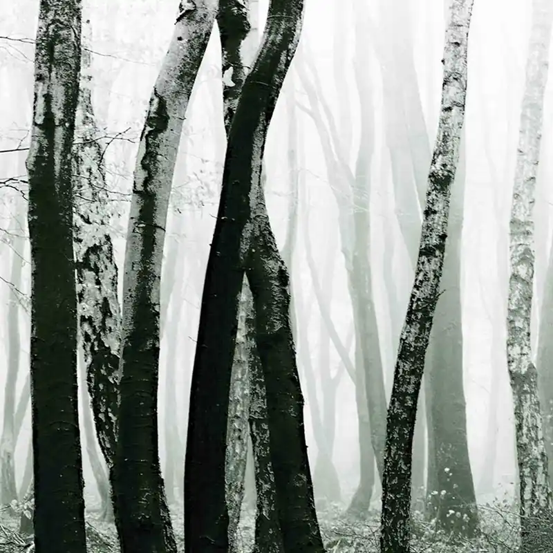 Papier peint LOGS Nature Series Creativespace