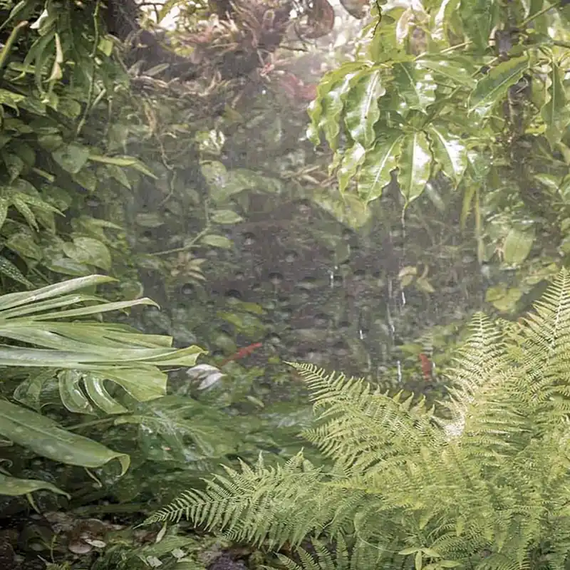 RAIN Wallpaper Nature Series Creativespace