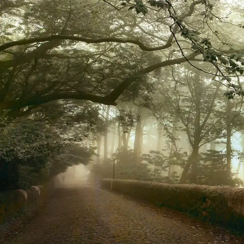 Papier peint FORREST Série Nature Creativespace