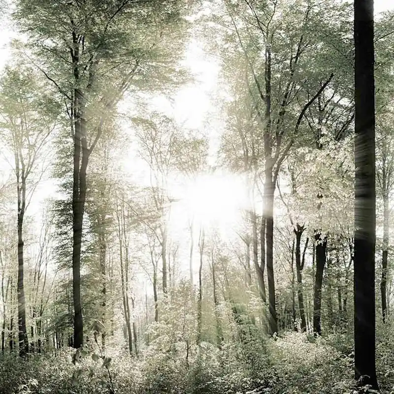 Papier peint GREEN4 Nature Series Creativespace