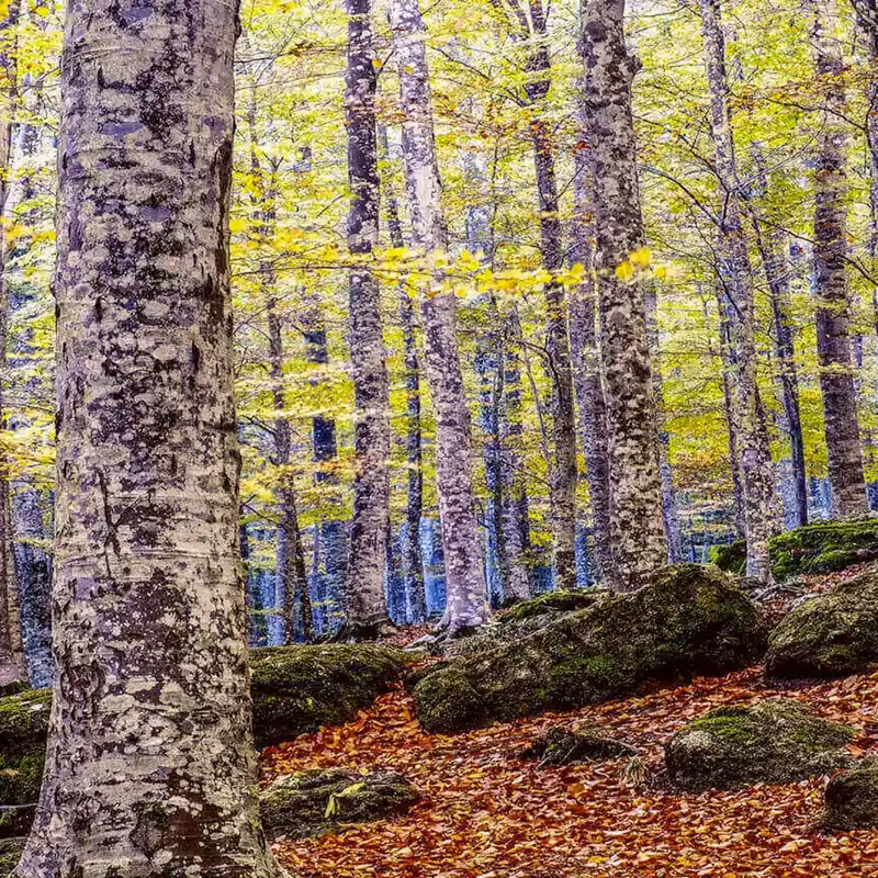IL BOSCO Wallpaper Nature Series Creativespace