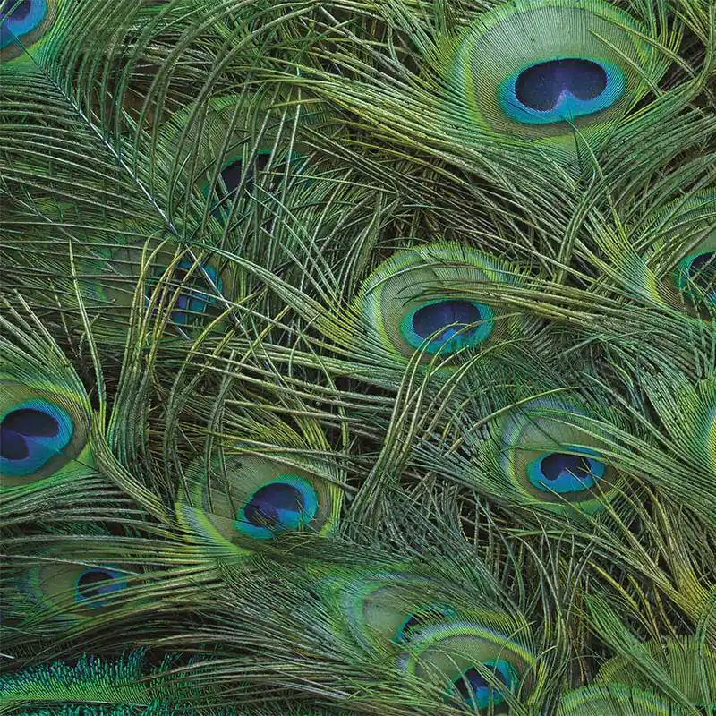 Série de motifs de papier peint COCK Creativespace